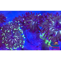 Ultra Royal Jester Frammer Frammer