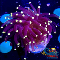 Yellow Tip Purple Torch Torch