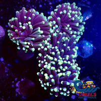 Teal Tip Purple Torch Torch