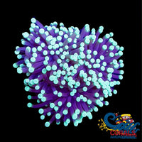 Teal Tip Purple Torch Torch