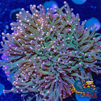 Ultra Pink Tip Green Torch Torch