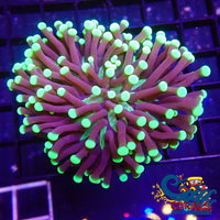 Ultra Neon Fat Head Torch Torch