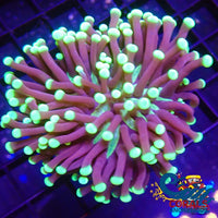 Ultra Neon Fat Head Torch Torch