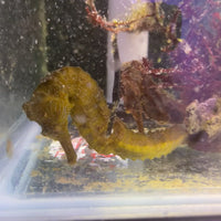 Erectus Seahorse