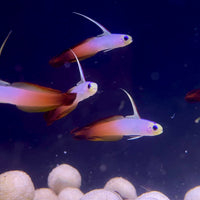 Fire Goby (Nemateleotris magnifica)