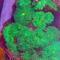 CA Ultra Gold Acid Hemprichii Sea Anemone