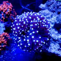 White-Tip Star Gazer Bubble Tip Anemone (2-4")