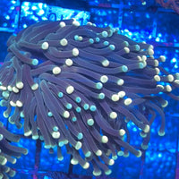 Orange and Teal Tip Green Torch