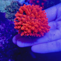 CA Red Devil Bubble Tip Anemone