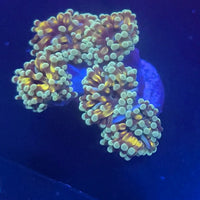 Mini Golden Green Cristata Torch