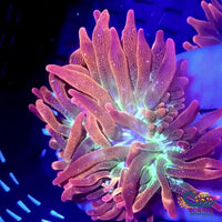 CA Ultra Rainbow Galaxy Burst Bubble Tip Anemone (I9)