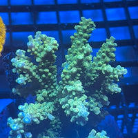 Forest Green Acropora (1" Frag)