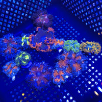 Ultra Rock Flower Anemone (Assorted)