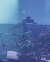 Erectus Seahorse