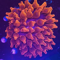 CA Red Devil Bubble Tip Anemone