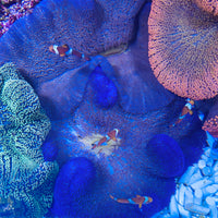 Haddoni Blue Carpet Anemone
