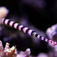 Red Banded Pipefish (3-5")