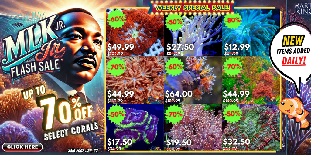 MLK jr Week Flash Sale