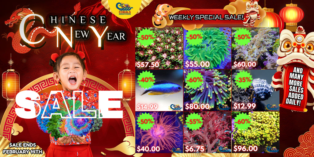 Chinese New Year Sale