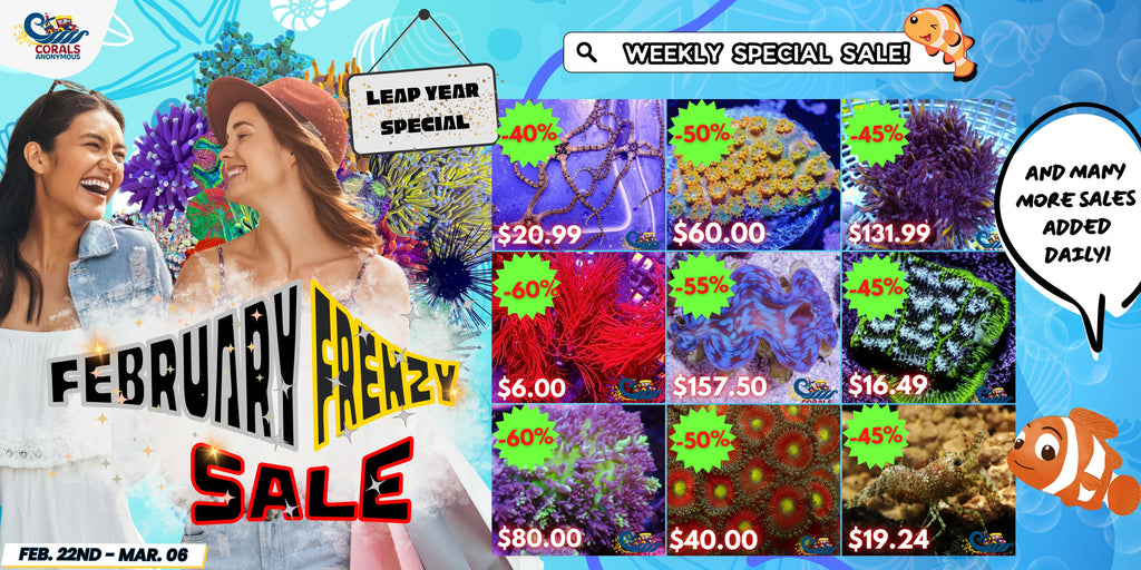 February Frenzy Sale