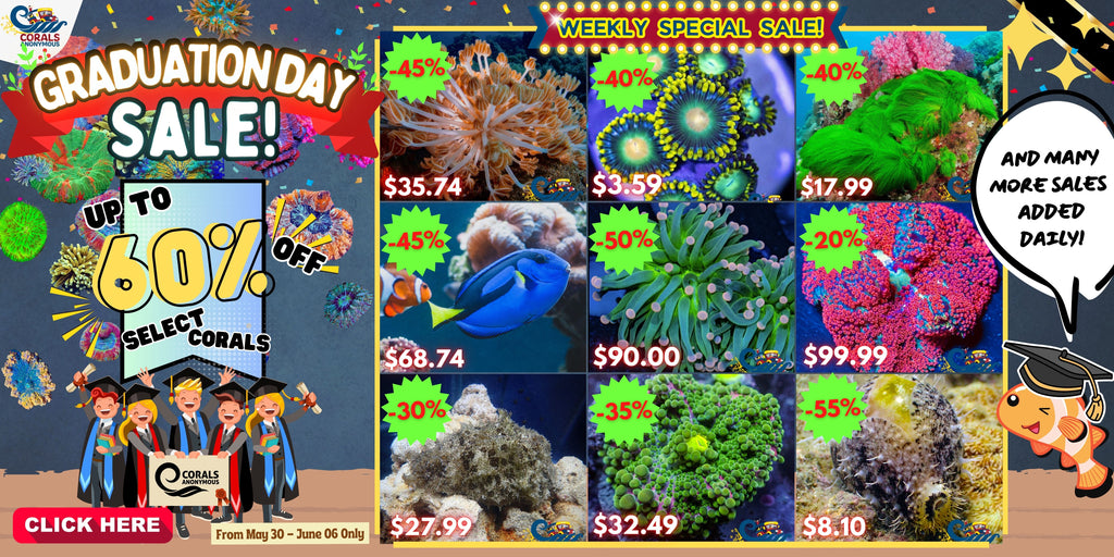 2024 Graduation Sale