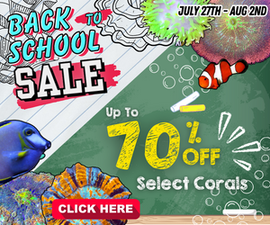 Back to School Sale 2023
