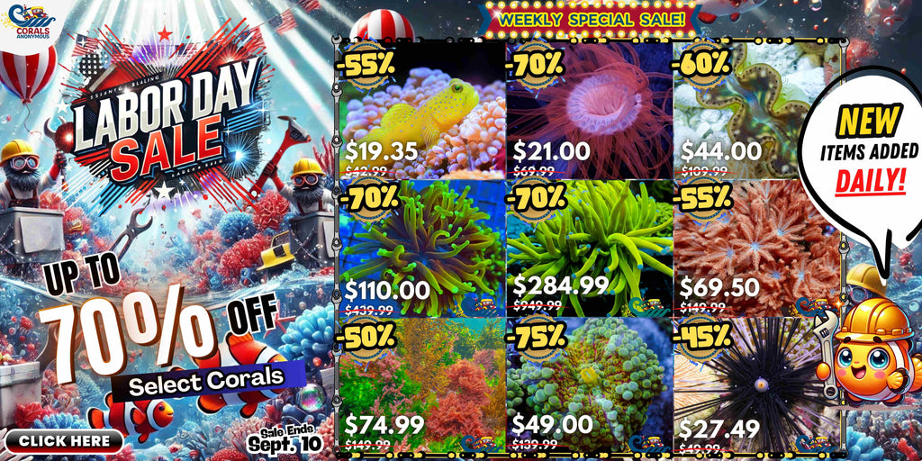 Labor Day Sale 2025