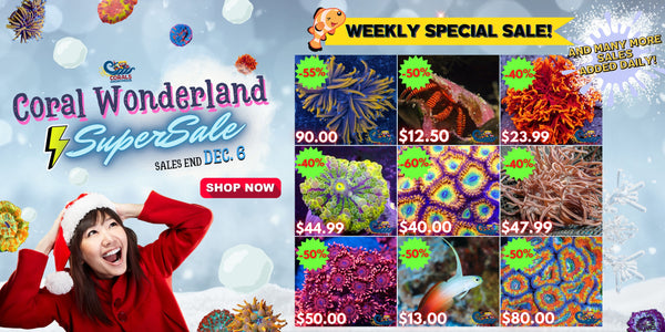 Coral Wonderland Sales