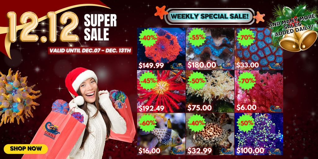 12.12 super sale