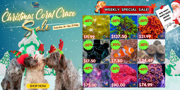 Christmas Coral Craze Sales