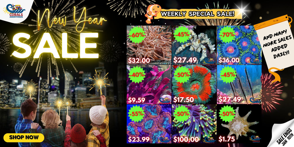 New Year Clearance Sale