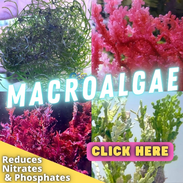 Saltwater macroalgae for sale
