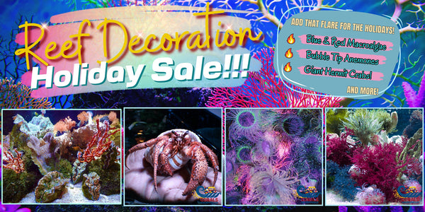 Reef Decoration Pre-Holiday Sale