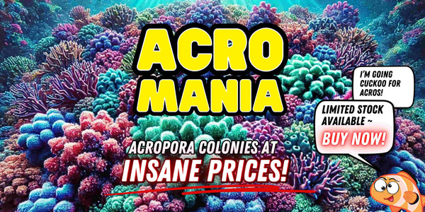 Acro Mania | Acropora Colonies at Insane Prices!