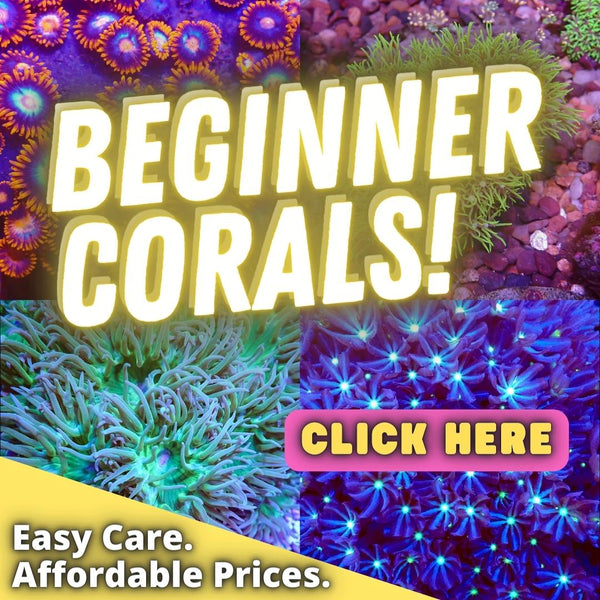 Beginner Corals