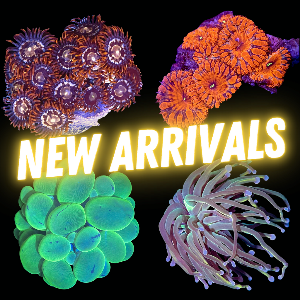 New Arrivals!
