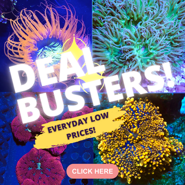 Deal Busters