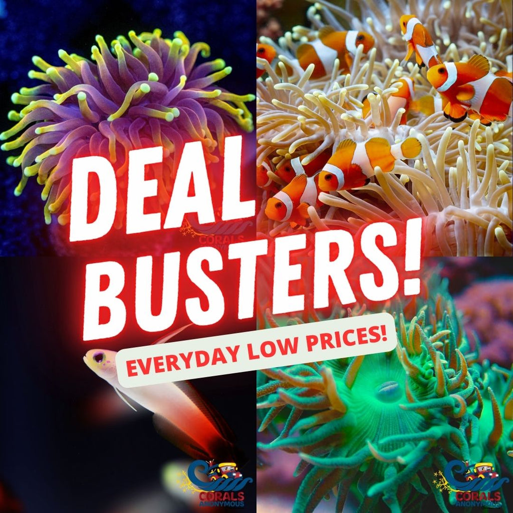 Deal Busters