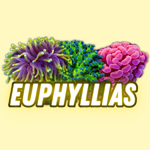 Euphyllia