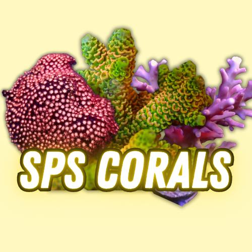 SPS