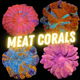 Meat Corals