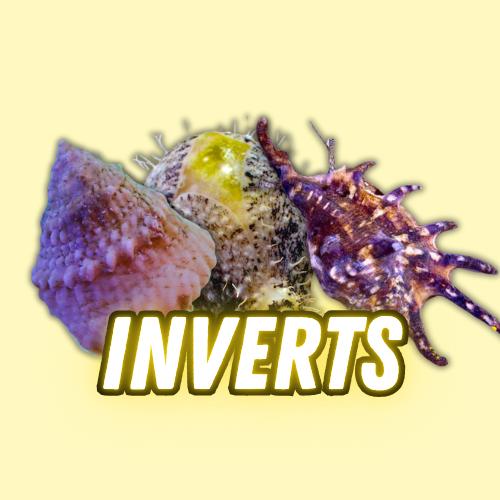 Inverts