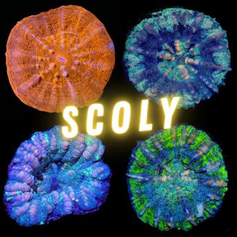 Scoly