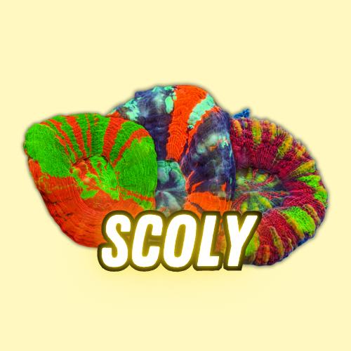 Scoly