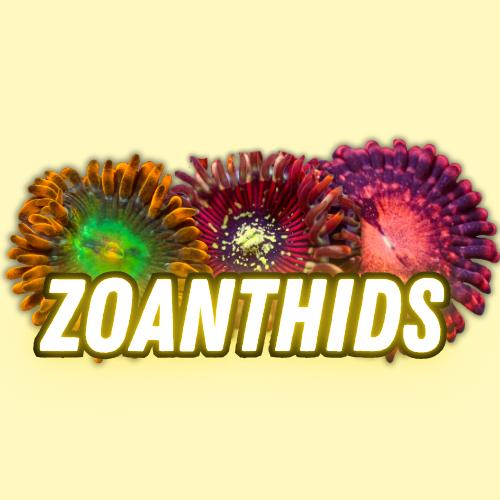 Zoanthid Zoa Live Coral For Sale