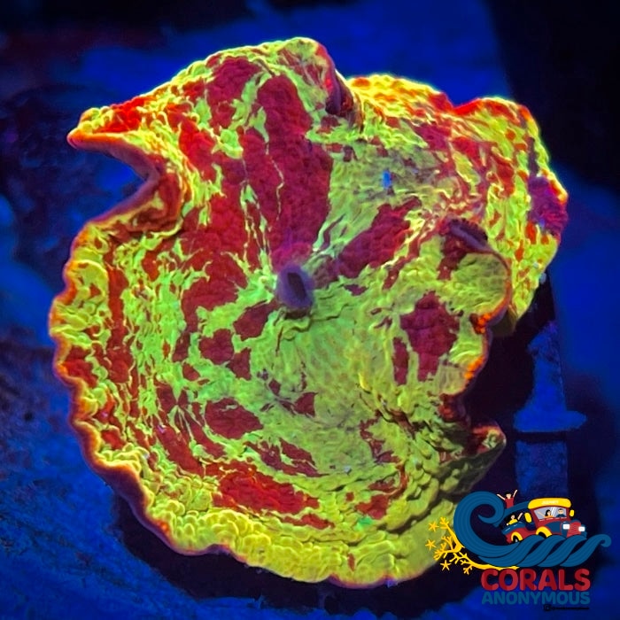 JAWBREAKER WONDERLAND!