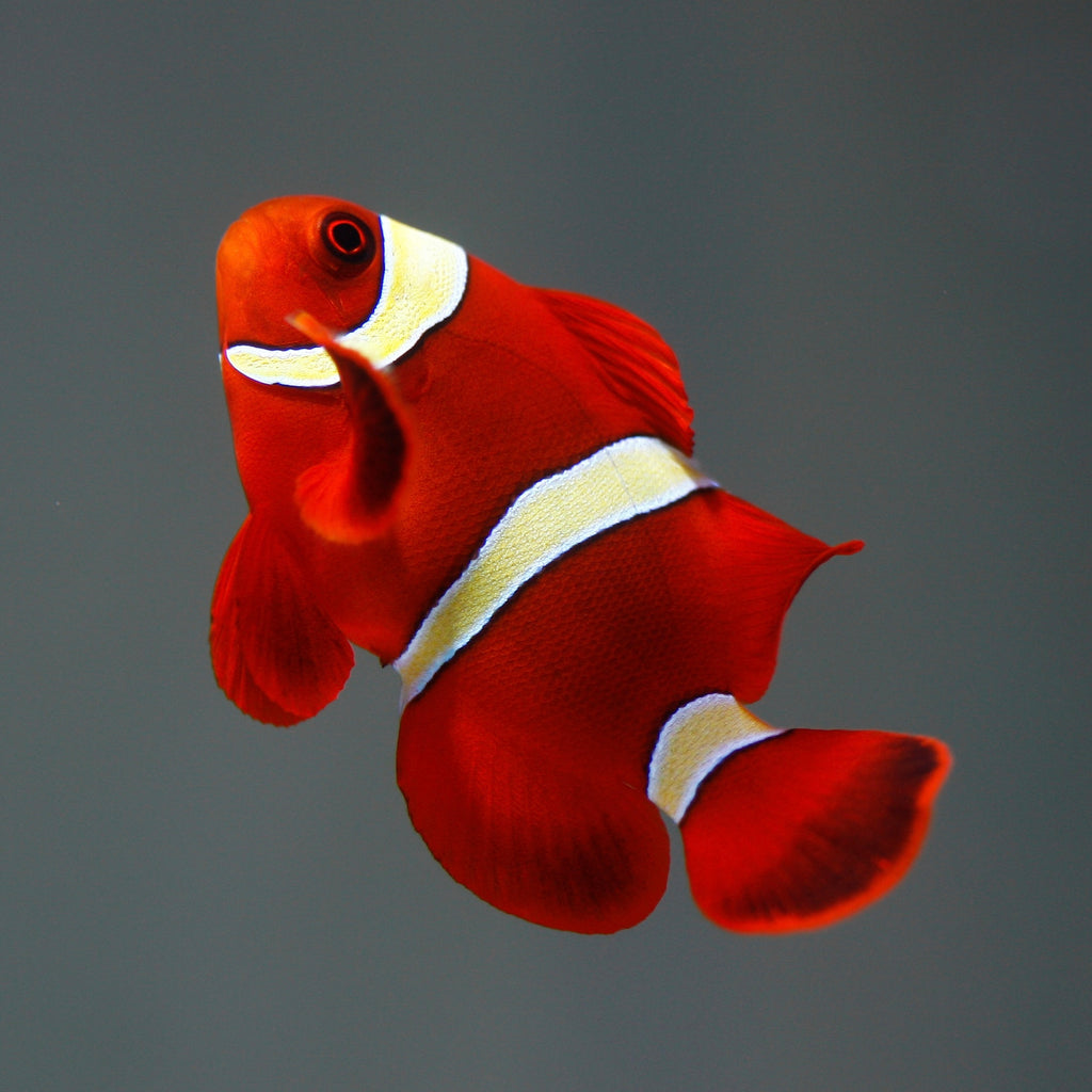 Gold Stripe Maroon Clownfish - Corals Anonymous