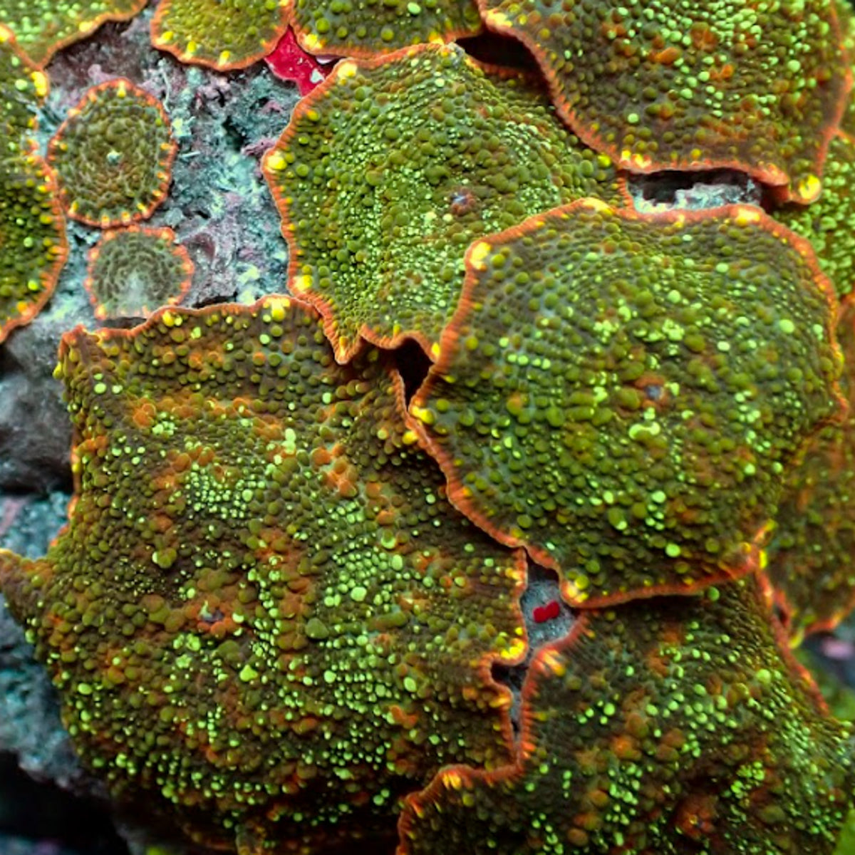 Jungle Fever Discosoma Mushroom - Corals Anonymous