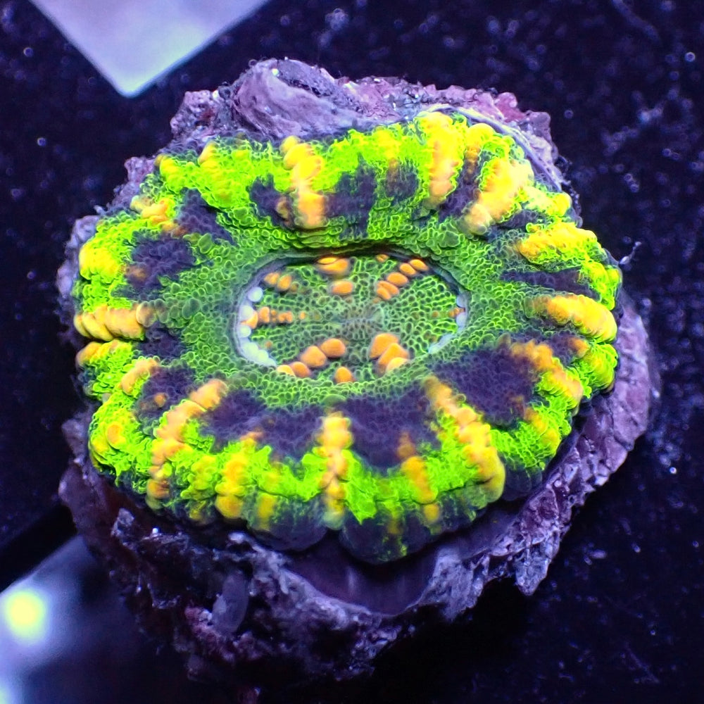 WYSIWYG UFO Button Scoly (1”)(W67)