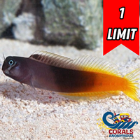 Flametail Blenny (1.25-2”)
